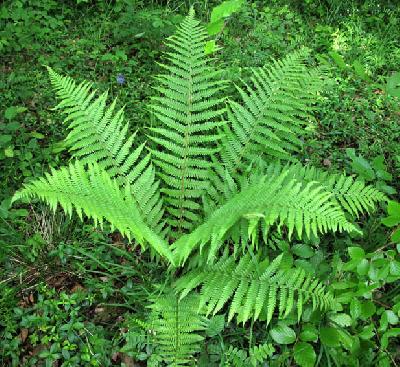 Dryopteris filix-mas